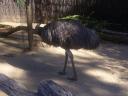 Just another Emu