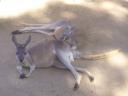 Chillende Kangaroos (liegend)