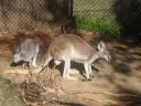 Chillendes Kangaroo (hockend)