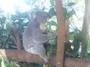 Ein Koala bei seiner Lieblingsbeschäftigung