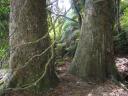 Zwei “kleine” Kauri Bäume (knapp 150 cm Durchmesser)